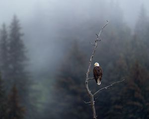 Preview wallpaper eagle, predator, bird, branch, focus