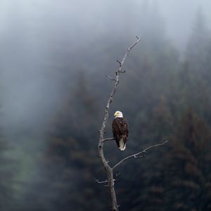 Preview wallpaper eagle, predator, bird, branch, focus