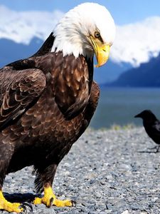 Preview wallpaper eagle, raven, beach, bird, predator, mountains