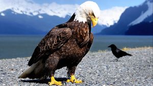 Preview wallpaper eagle, raven, beach, bird, predator, mountains