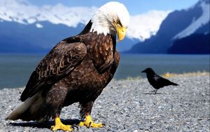 Preview wallpaper eagle, raven, beach, bird, predator, mountains
