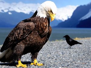 Preview wallpaper eagle, raven, beach, bird, predator, mountains