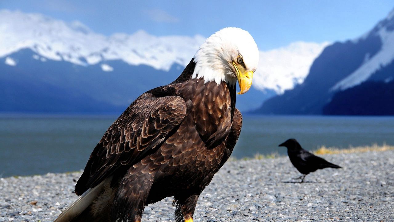 Wallpaper eagle, raven, beach, bird, predator