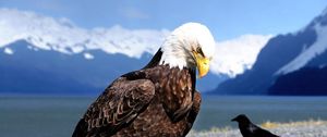Preview wallpaper eagle, raven, beach, bird, predator