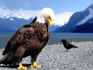 Preview wallpaper eagle, raven, beach, bird, predator