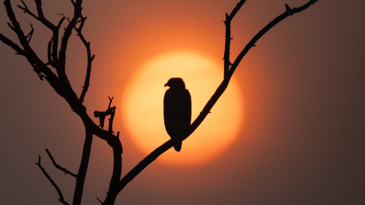 Wallpaper eagle, silhouette, bird, sun, tree, nature