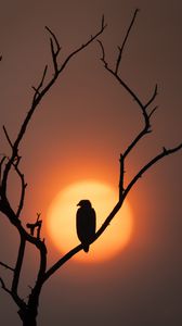 Preview wallpaper eagle, silhouette, bird, sun, tree, nature