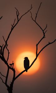 Preview wallpaper eagle, silhouette, bird, sun, tree, nature