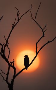 Preview wallpaper eagle, silhouette, bird, sun, tree, nature