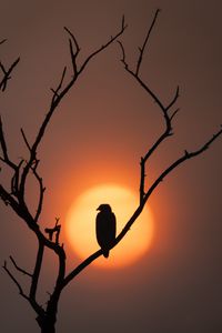 Preview wallpaper eagle, silhouette, bird, sun, tree, nature