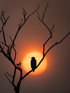 Preview wallpaper eagle, silhouette, bird, sun, tree, nature