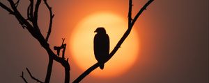 Preview wallpaper eagle, silhouette, bird, sun, tree, nature