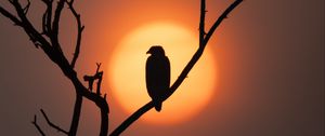 Preview wallpaper eagle, silhouette, bird, sun, tree, nature