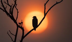 Preview wallpaper eagle, silhouette, bird, sun, tree, nature
