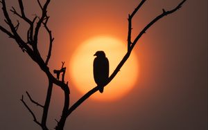Preview wallpaper eagle, silhouette, bird, sun, tree, nature