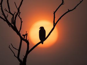 Preview wallpaper eagle, silhouette, bird, sun, tree, nature
