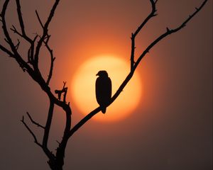 Preview wallpaper eagle, silhouette, bird, sun, tree, nature