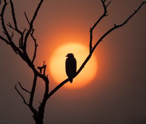 Preview wallpaper eagle, silhouette, bird, sun, tree, nature