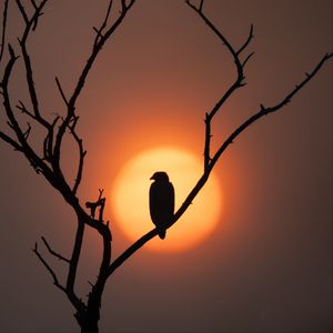 Preview wallpaper eagle, silhouette, bird, sun, tree, nature