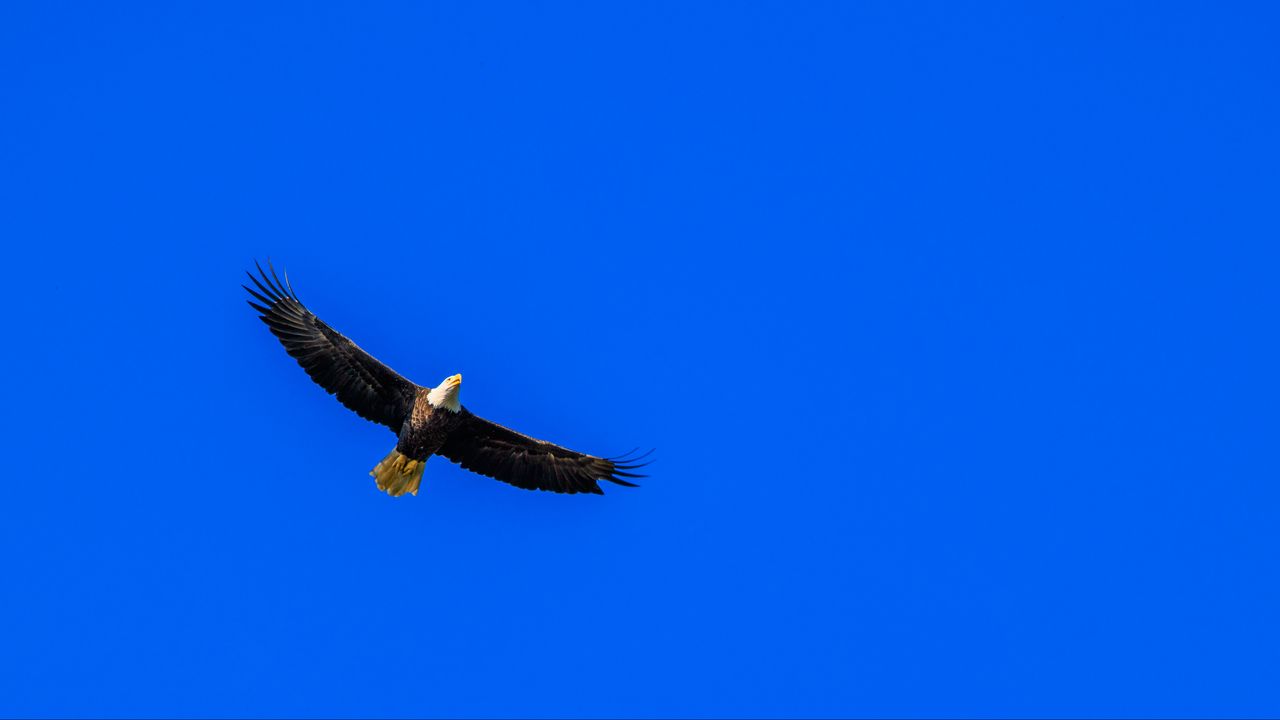 Wallpaper eagle, sky, bird, flight, minimalism