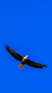 Preview wallpaper eagle, sky, bird, flight, minimalism