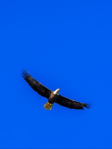 Preview wallpaper eagle, sky, bird, flight, minimalism