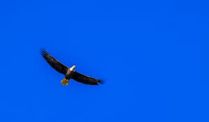 Preview wallpaper eagle, sky, bird, flight, minimalism