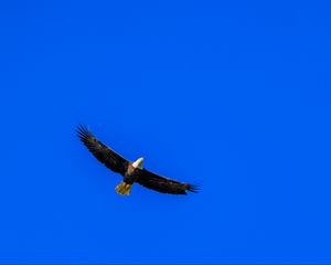 Preview wallpaper eagle, sky, bird, flight, minimalism