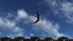 Preview wallpaper eagle, sky, clouds, flight, wings, flap