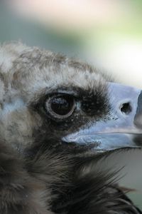 Preview wallpaper eagle, vulture, beak, predator
