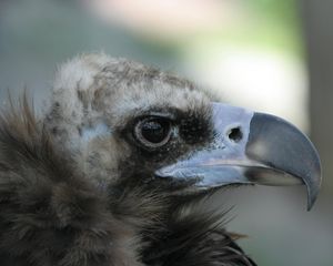 Preview wallpaper eagle, vulture, beak, predator