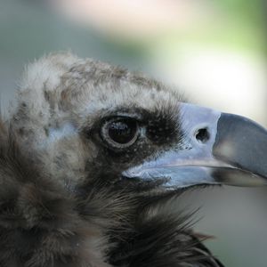 Preview wallpaper eagle, vulture, beak, predator