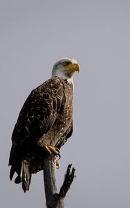 Preview wallpaper eagle, vulture, bird, branch, sitting