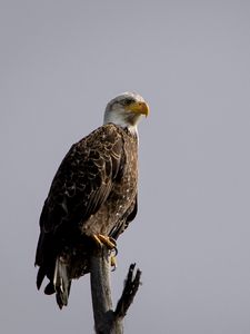 Preview wallpaper eagle, vulture, bird, branch, sitting