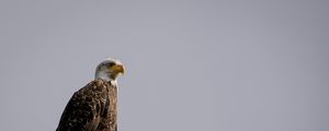 Preview wallpaper eagle, vulture, bird, branch, sitting