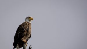 Preview wallpaper eagle, vulture, bird, branch, sitting