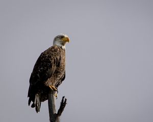 Preview wallpaper eagle, vulture, bird, branch, sitting