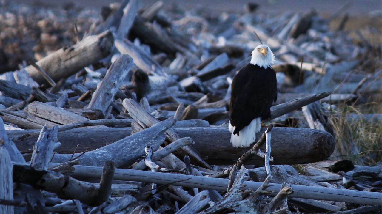 Wallpaper eagle, vulture, bird