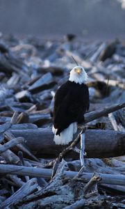 Preview wallpaper eagle, vulture, bird