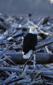 Preview wallpaper eagle, vulture, bird