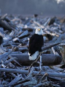 Preview wallpaper eagle, vulture, bird