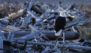 Preview wallpaper eagle, vulture, bird