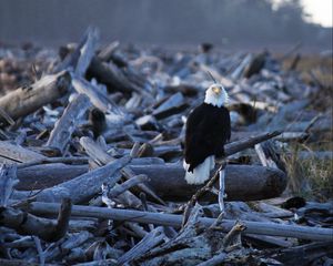 Preview wallpaper eagle, vulture, bird