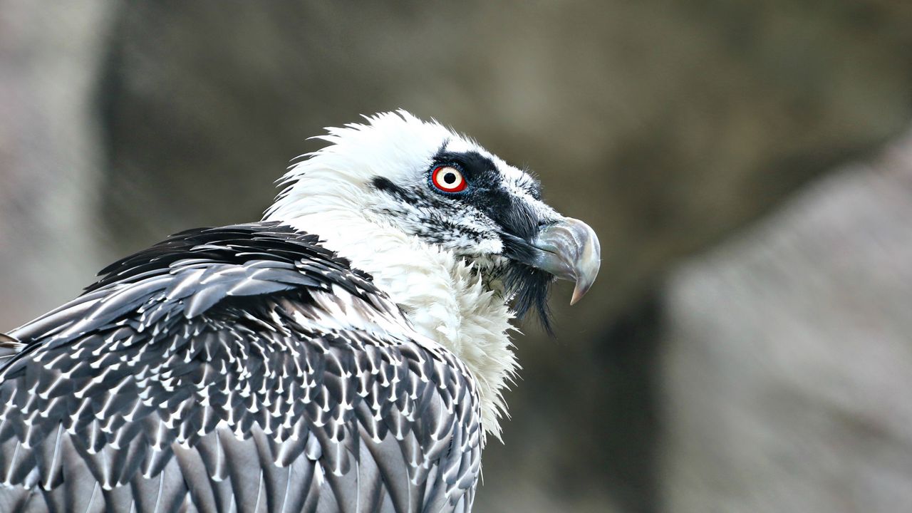Wallpaper eagle, vulture, predator, bird