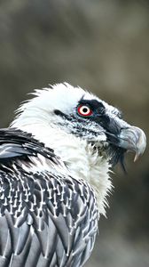 Preview wallpaper eagle, vulture, predator, bird
