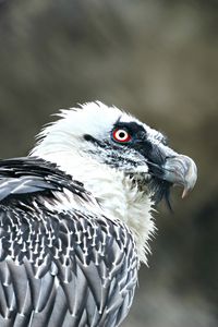 Preview wallpaper eagle, vulture, predator, bird
