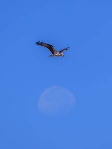 Preview wallpaper eagle, wings, bird, flight, sky, minimalism