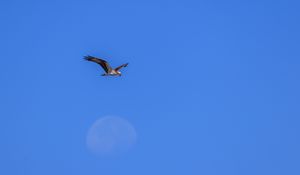 Preview wallpaper eagle, wings, bird, flight, sky, minimalism