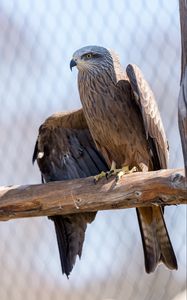 Preview wallpaper eagle, wings, bird, beak