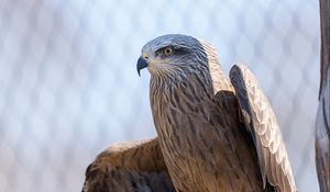 Preview wallpaper eagle, wings, bird, beak